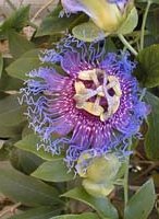 Bluecrown passionflower